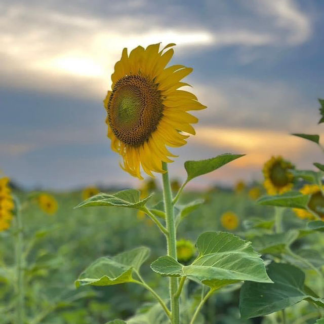 Kyao Yai Famous Sunflower field - Rai Manee Sorn