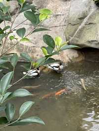 🌟春日探訪香港綠洲:尤德觀鳥園🌿