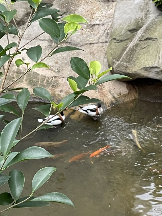 🌟春日探訪香港綠洲:尤德觀鳥園🌿 🌟春日探訪香港綠洲:尤德觀鳥園🌿