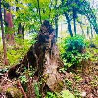 【長野県/荘厳な雰囲気のある樹齢約400年以上の杉並木🌲に木漏れ日が差し込む美しい風景✨】