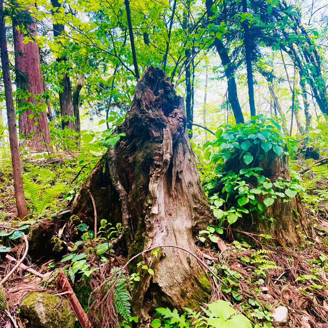 【長野県/荘厳な雰囲気のある樹齢約400年以上の杉並木🌲に木漏れ日が差し込む美しい風景✨】