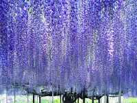 栃木縣足利花卉公園