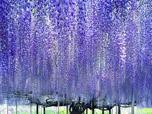 栃木縣足利花卉公園