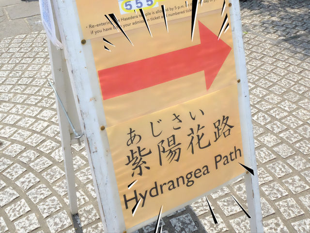 【東京近郊】‼️5月29日開始繡球花盛開見頃活動(2) ‼️ @鎌倉長谷寺，六月必遊景點！