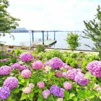 Symbol Promenade公園賞花
