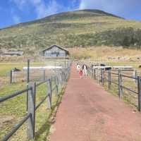 【八丈島】無料ではいれる牧場🐮