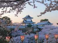 日本三大名園的兼六園賞櫻