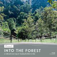 INTO THE FOREST | ดื่มด่ำบรรยากาศคาเฟ่กลางหุบเขา