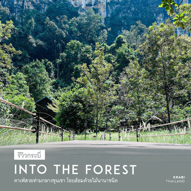 INTO THE FOREST | ดื่มด่ำบรรยากาศคาเฟ่กลางหุบเขา