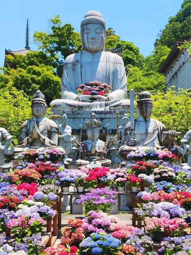 ꕤ大和三大観音 あぢさゐ回廊 × 壷阪寺ꕤ୭*
