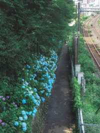 【東京】紫陽花おすすめスポット3選𓂃 𓈒𓏸❁⃘