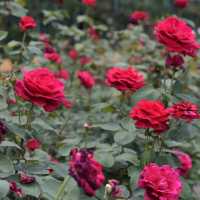 【Tokyo🇯🇵】神代植物公園🌹🌹