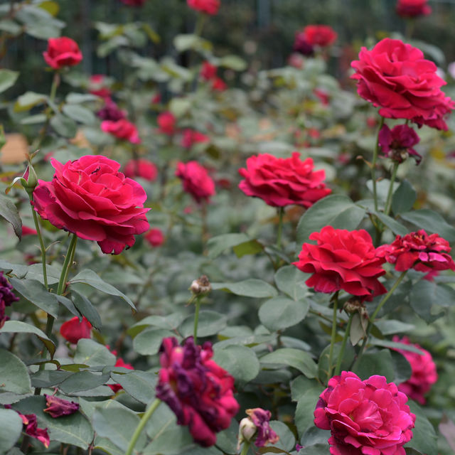 【Tokyo🇯🇵】神代植物公園🌹🌹