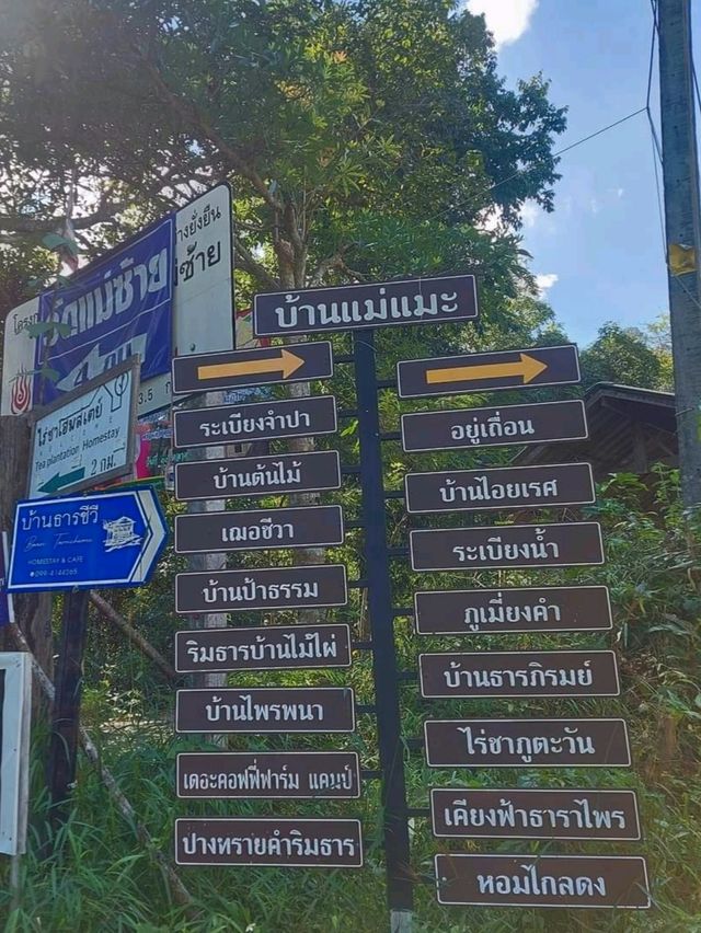 เข้าป่าฤดูฝนเที่ยวบน บ้านต้นไม้ แม่แมะ - เชียงดาว