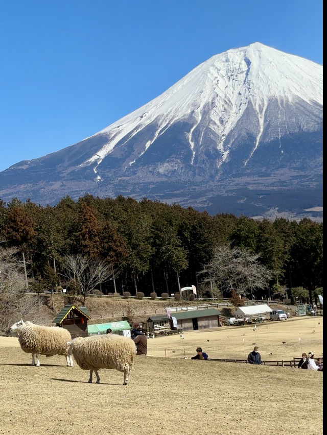 【🗻富士山下的馬飼野牧場🐑🌳】享受寧靜午後時光