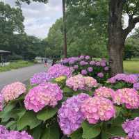 「羊山公園：絢麗花海，白日夜晚皆美」