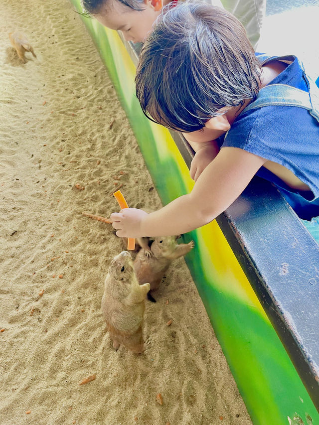 ตะลุยสวนสัตว์ Sriayuthaya Lion Park