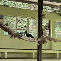 Lokkawi wildlife, Sabah