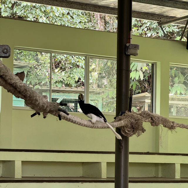 Lokkawi wildlife, Sabah