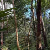 Kopi Hutan คาเฟ่ในป่าที่สูงที่สุดในปีนัง