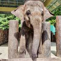 Kuala Gandah Elephant Sanctuary 