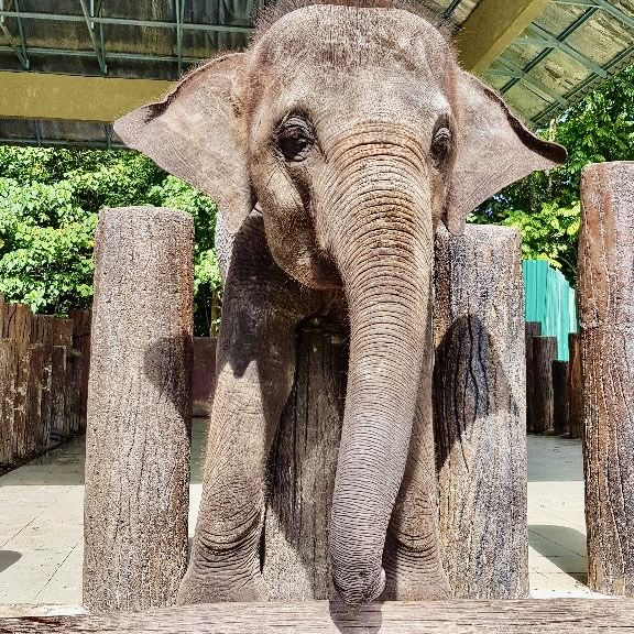 Kuala Gandah Elephant Sanctuary 