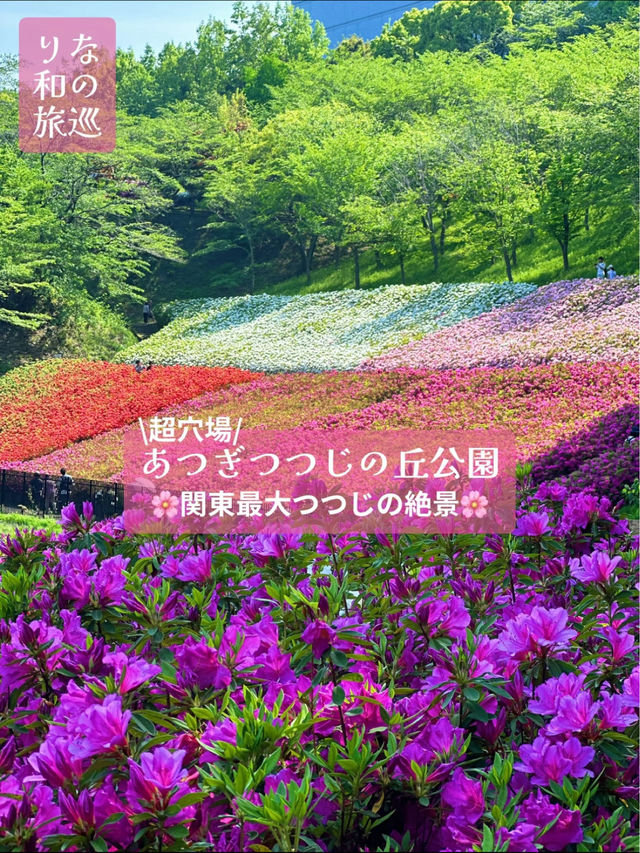 〜神奈川県〜超穴場スポット！関東最大！絶景すぎるつつじ畑🌸