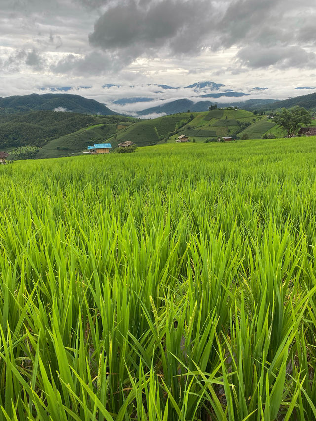 ที่พักป่าบงเปียง | เชียงใหม่ 🏡⛰️🌧️🌾