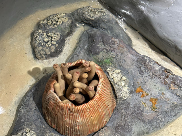 芝加哥必到的海洋博物館：湖濱大道謝德水族館‼️海洋魅力，保護海洋環境」
