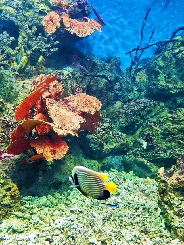𝐁𝐚𝐧𝐠𝐬𝐚𝐞𝐧 𝐀𝐪𝐮𝐚𝐫𝐢𝐮𝐦 🐟🐠