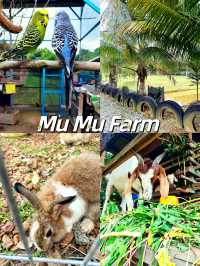 Cute Farm Animals at Mu Mu Farm 