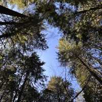 【バンクーバー inカナダ】🇨🇦Lynn Canyon Park 〜カナダの軽井沢〜