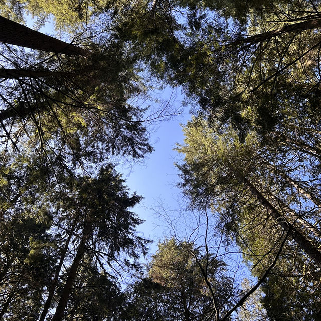 【バンクーバー inカナダ】🇨🇦Lynn Canyon Park 〜カナダの軽井沢〜