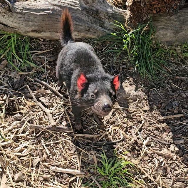 Experience Tasmania’s Wildlife at East Coast Natureworld, Bicheno