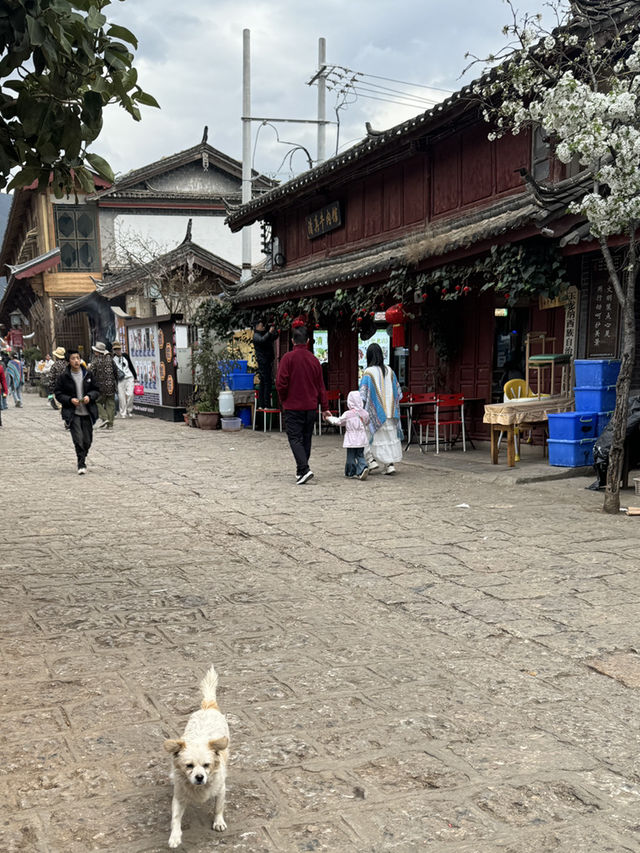 🇸🇬Charming ancient town of Shuhe in Lijiang 