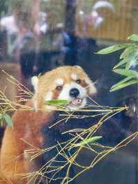 東京 | 漫遊東京市內動物園 適合⼀家大細嘅行程🐼