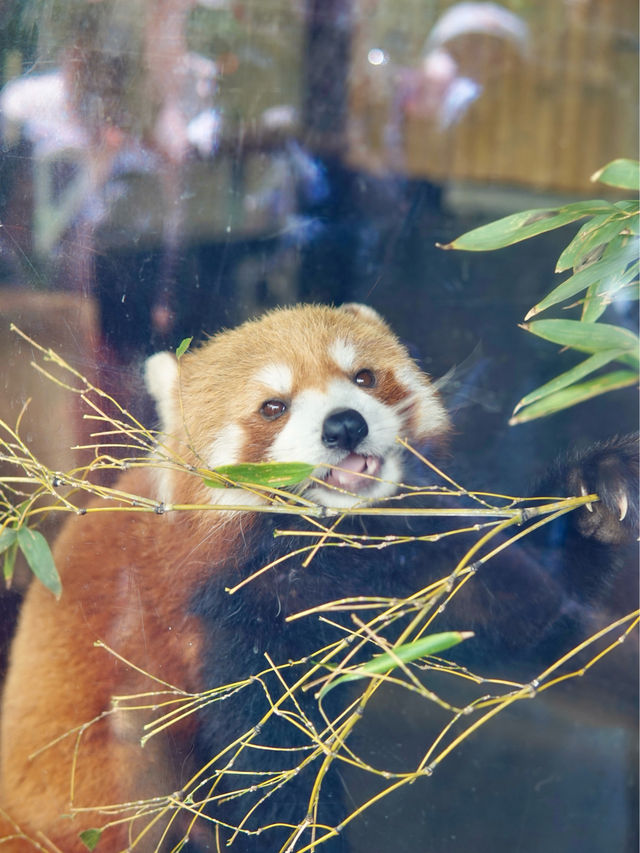 東京 | 漫遊東京市內動物園 適合⼀家大細嘅行程🐼