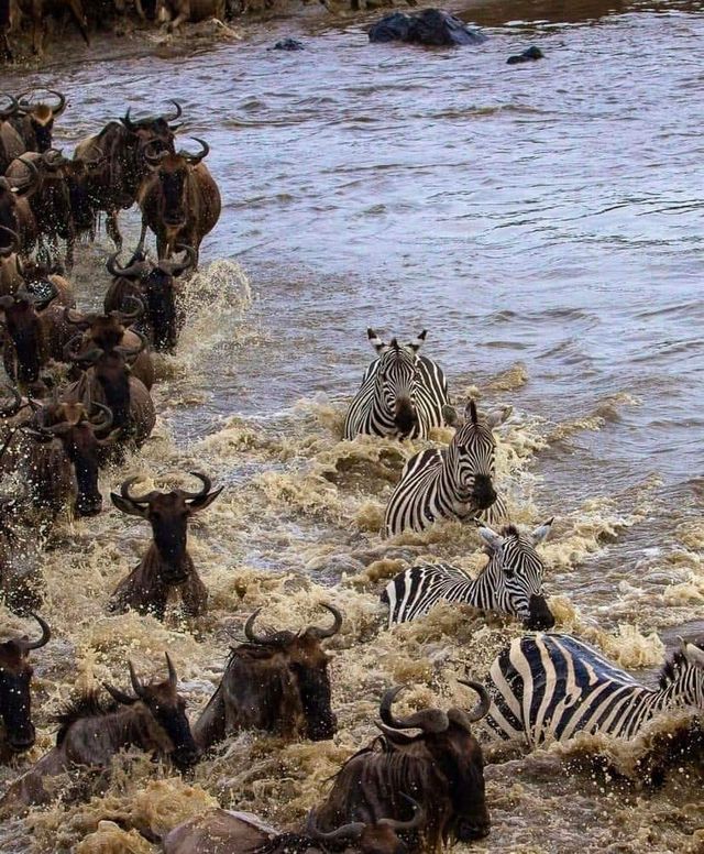 5 Day Tanzania Wildlife Safari Explore Serengeti, Ngorongoro Crater Lake Manyara and Tarangire