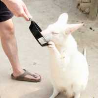 Alpaca Hill | สวนสัตว์ Open-Air ที่ต้องไปสักครั้ง