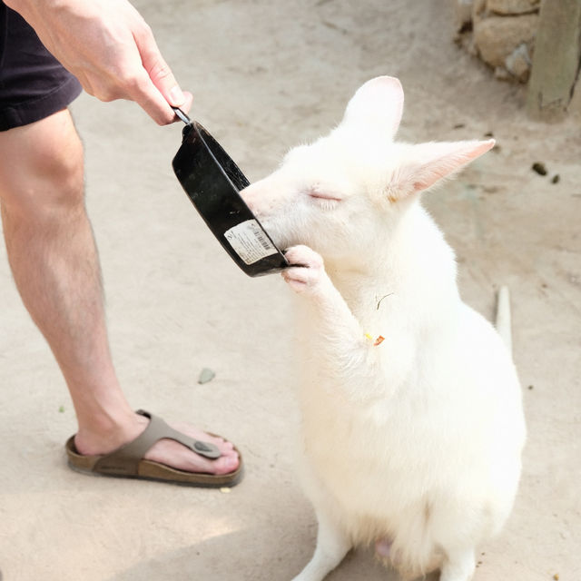 Alpaca Hill | สวนสัตว์ Open-Air ที่ต้องไปสักครั้ง
