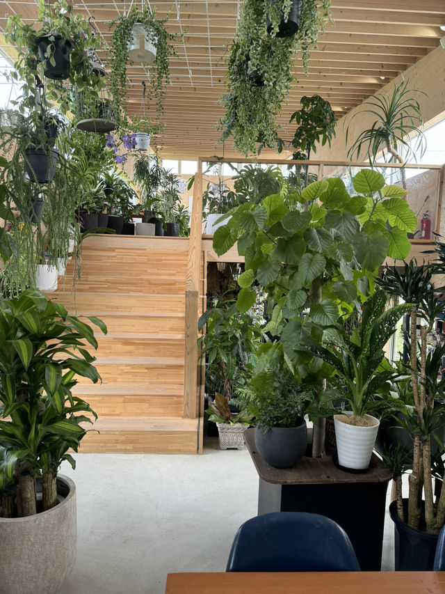 【福岡カフェ】室内なのにグリーンがいっぱいの癒し系カフェ🌿