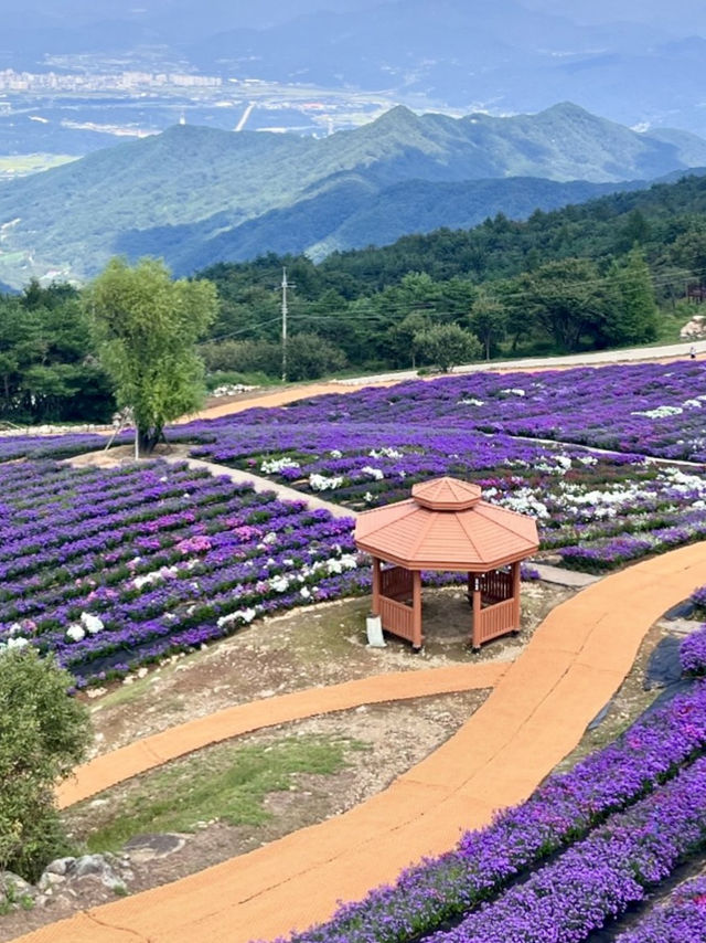 가을 💜보라빛 향기로 가득한 💟 가을 자연 힐링 여행지 추천 🪻