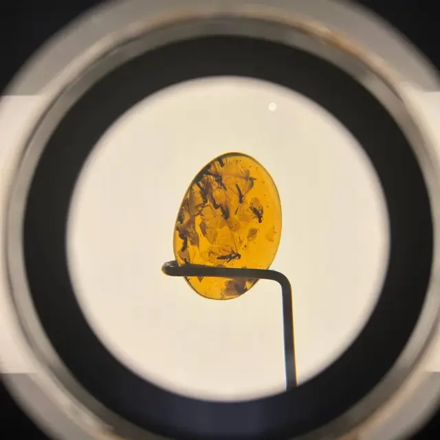 每週三免費入場