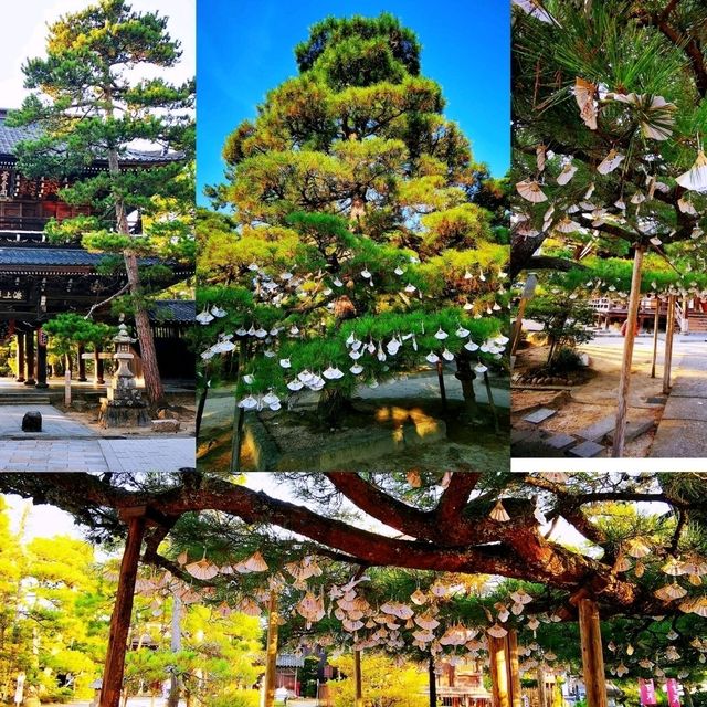 天橋立
