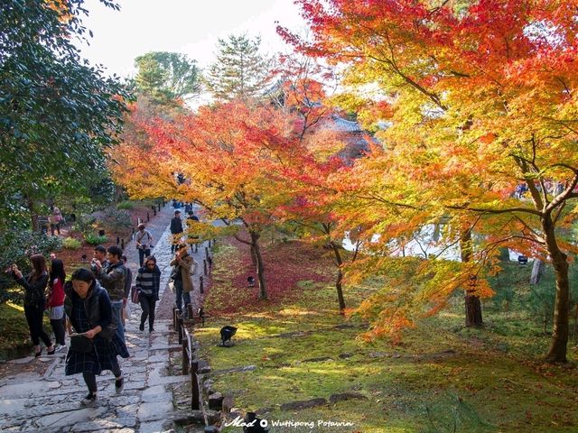 วัดโคไดจิ (Kodaiji)