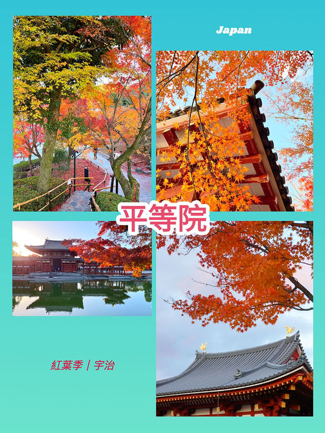 紅葉季｜宇治平等院