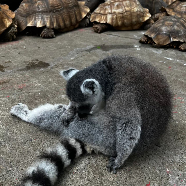 馬六甲動物園：野生動物的奇妙🦉🐾