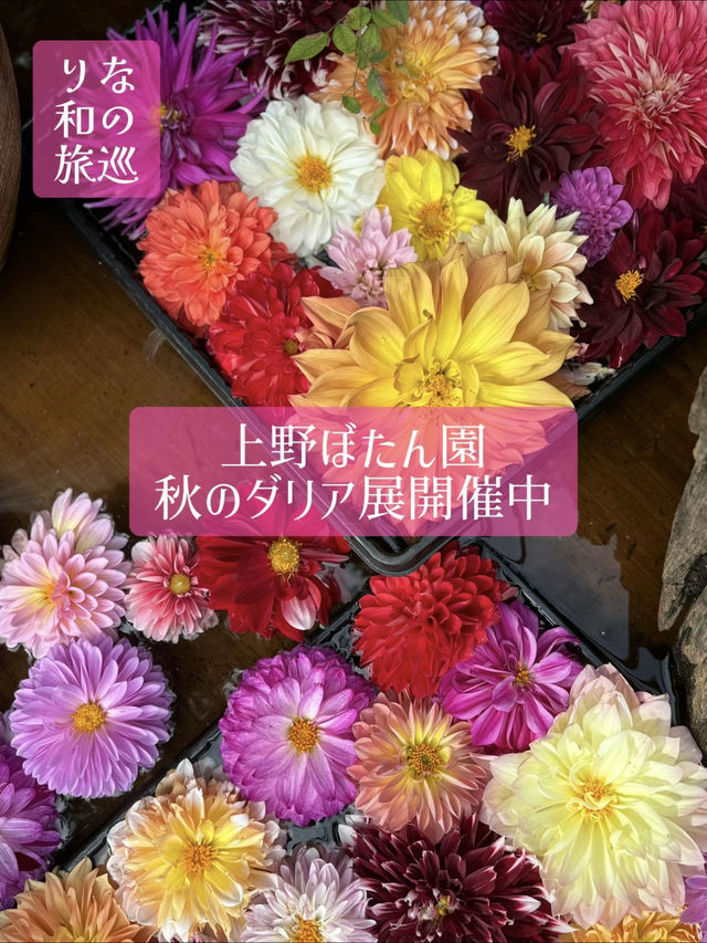 〜東京都〜上野東照宮・最強パワスポとダリア展