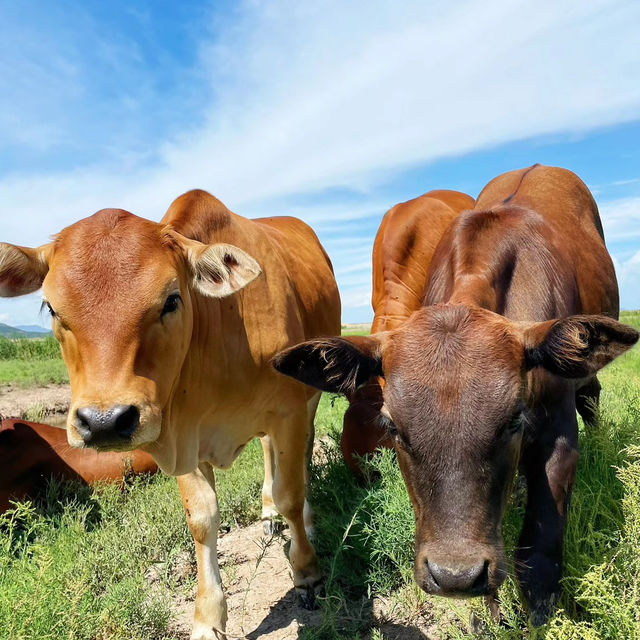 🌾伊香保綠色牧場🌾山上草原中與牛共舞🐄🌾