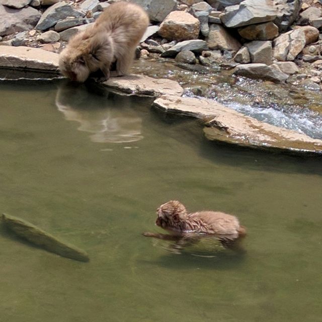 【長野】地獄谷野猿公苑：猿たちの温泉と自然が共存する特別な場所